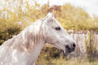 Vente de cheval : Nicolas Barbier